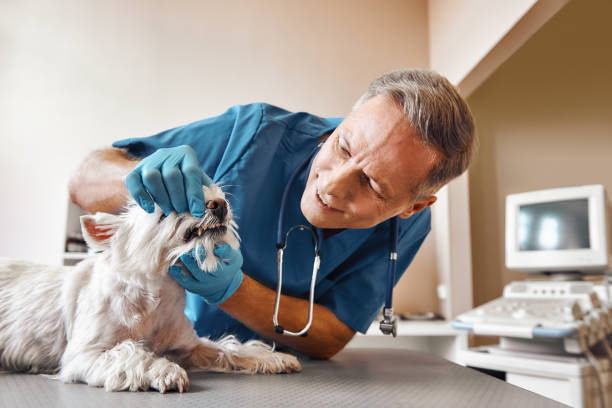  Sault Ste Marie, MI Emergency Dentist Pros